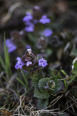 Glechoma hederacea. Nepeta glechoma Benth., Nepeta hederacea, naneli Lamiaceae familyasının aromatik, daimi yeşil bir sürüngenidir. Yerdeki solungaçlı sarmaşık olarak bilinir.