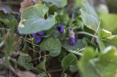 Mor menekşeler bir bahar ormanından çiçek açar. Viola odorata stili stüdyo çay ve cilt bakımı için yenebilir alternatif sağlık ilacı çekimleri