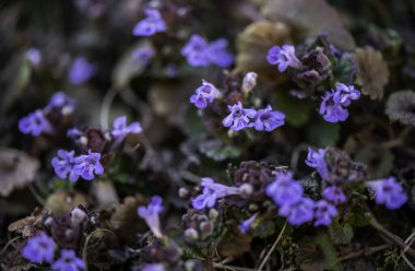 Glechoma hederacea. Nepeta glechoma Benth., Nepeta hederacea, naneli Lamiaceae familyasının aromatik, daimi yeşil bir sürüngenidir. Yerdeki solungaçlı sarmaşık olarak bilinir.