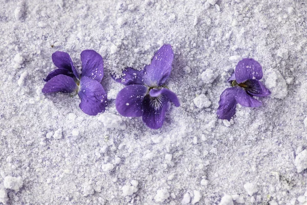 Zbliżenie Świeże Kwiaty Altówka Violetta Odorata Herbata Altówka Syrop Altówka — Zdjęcie stockowe