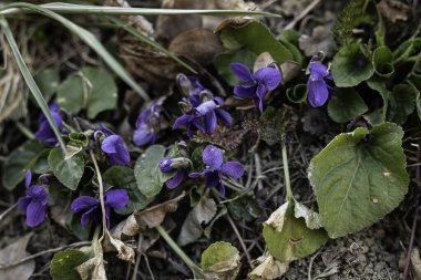 Mor menekşeler bir bahar ormanından çiçek açar. Viola odorata stili stüdyo çay ve cilt bakımı için yenebilir alternatif sağlık ilacı çekimleri