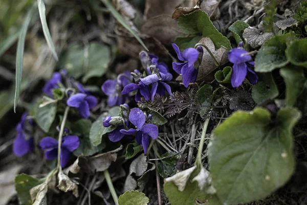 Violet violets flowers bloom from a spring forest. Viola odorata styled studio shot edible alternative medicine health remedy for tea and skin care