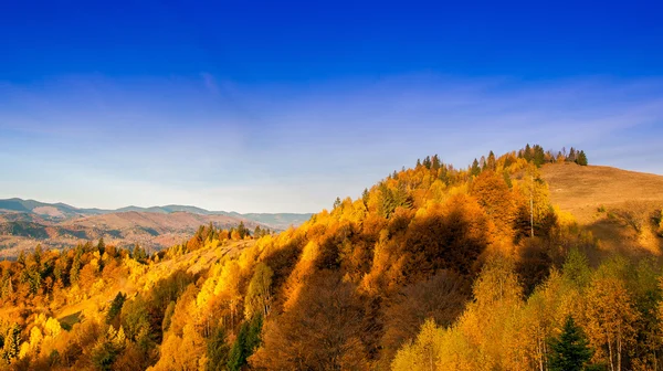Yellow Beautiful Trees in the mountains — Stock Photo, Image