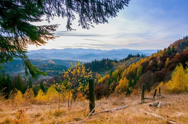 Yellow Beautiful Trees in the mountains — Stock Photo, Image