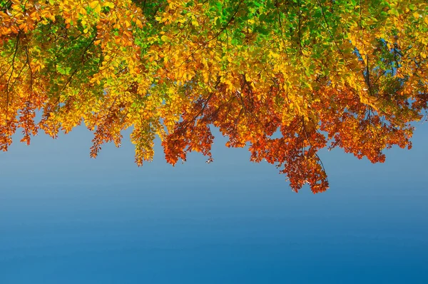 Colores del otoño — Foto de Stock