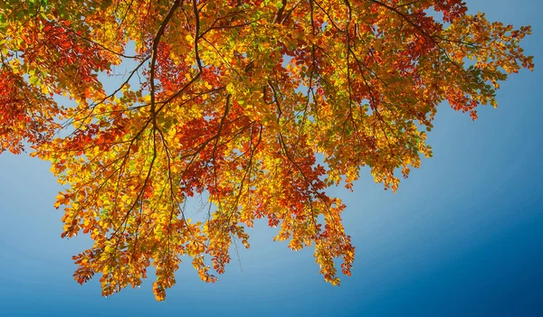 Colores del otoño — Foto de Stock