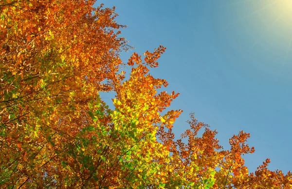 Colors of Fall — Stock Photo, Image