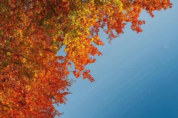 Colors of Fall — Stock Photo, Image