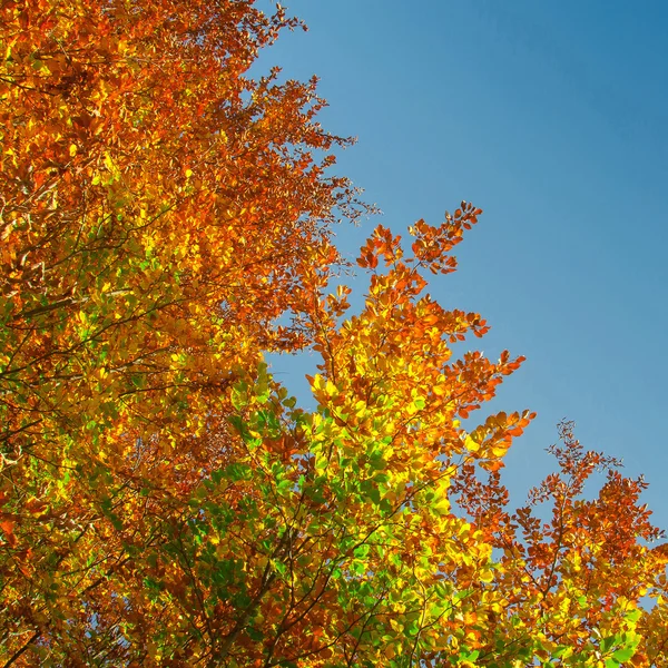 Colors of Fall — Stock Photo, Image