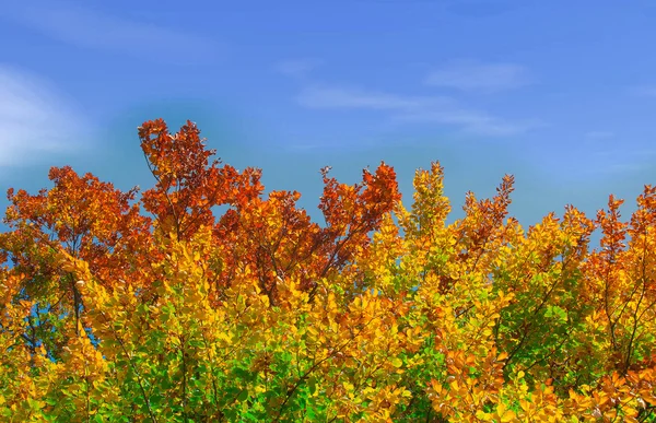 Kleuren van de herfst Rechtenvrije Stockfoto's