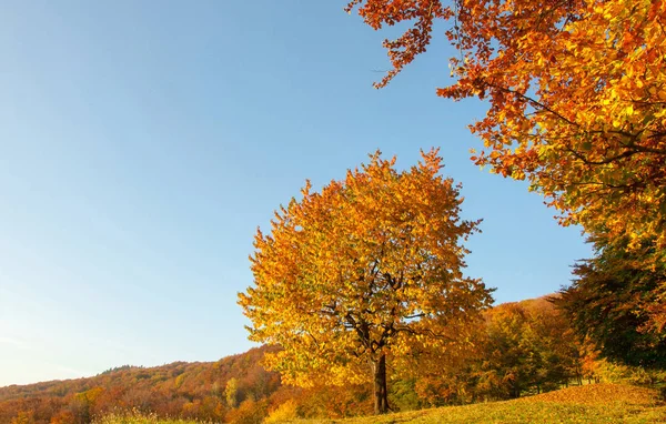 Amarillo hermoso árbol —  Fotos de Stock