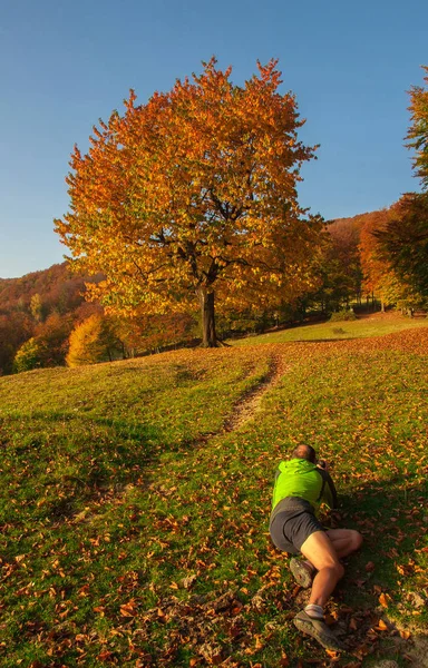 Photographer shooting tree — Stock Photo, Image