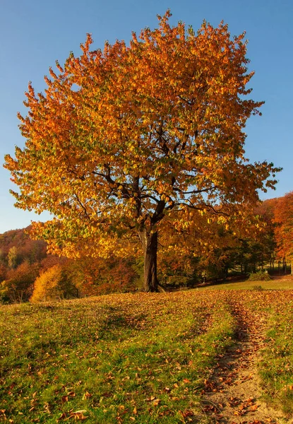 Yellow Beautiful Tree — Stock Photo, Image