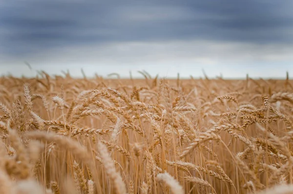 Buğday alan, Ukrayna