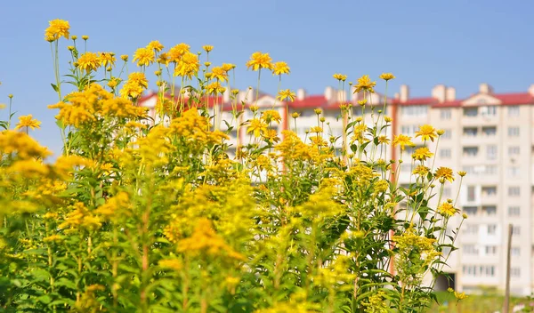 Gele bloemen in de buurt van het gebouw — Stockfoto