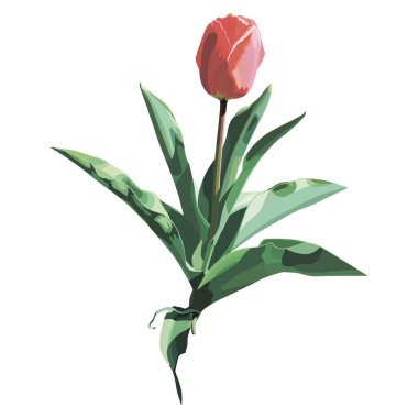 Suluboya stilinde gerçekçi ve güzel vektör lale çiçeği. Düğün davetiyeleri ve tebrik kartları için süslenme.