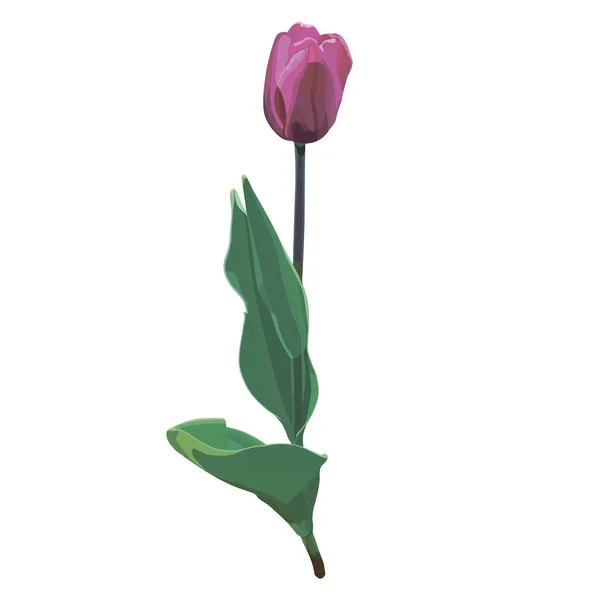 Flor Tulipa Vetorial Realista Bonita Estilo Aquarela Adornamento Para Convites — Vetor de Stock