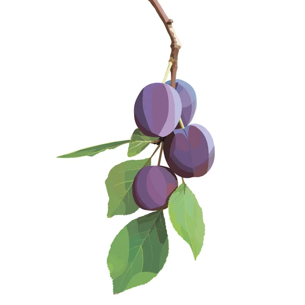 Realistic Beautiful Vector Plum Berries Adornment Greeting Card — Stock Vector
