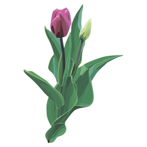 Realistische Und Schöne Vektor Tulpenblume Aquarell Stil Verzierung Für Hochzeitseinladungen — Stockvektor