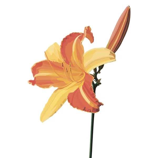 Bunga Lili Vektor Yang Realistis Dan Indah Dengan Gaya Cat - Stok Vektor