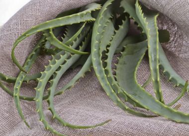 Aloe vera yaprakları çuval içinde kesmek