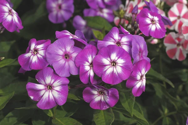 Rosafarbene Blumen Garten — Stockfoto