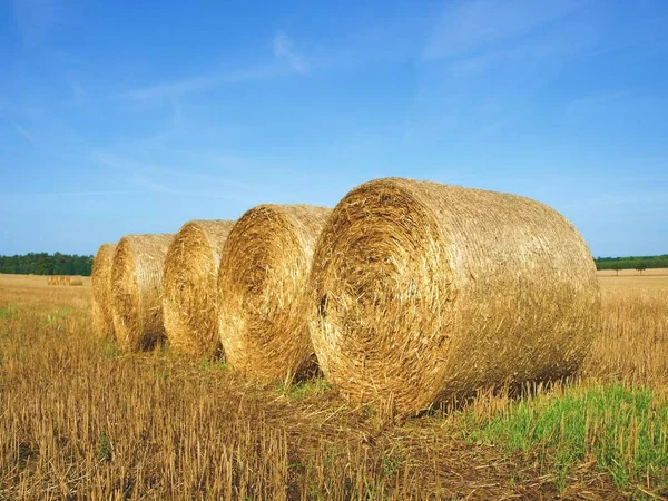 Golden Hay Bales Field — Stock Photo, Image