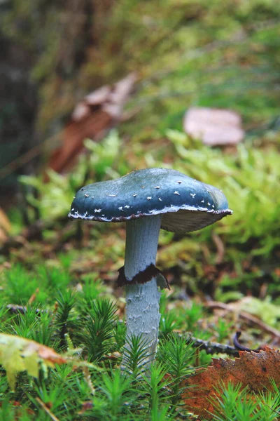 Pilz Wald Aus Nächster Nähe — Stockfoto