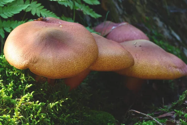 Champignons Poussant Forêt Concept Nature — Photo