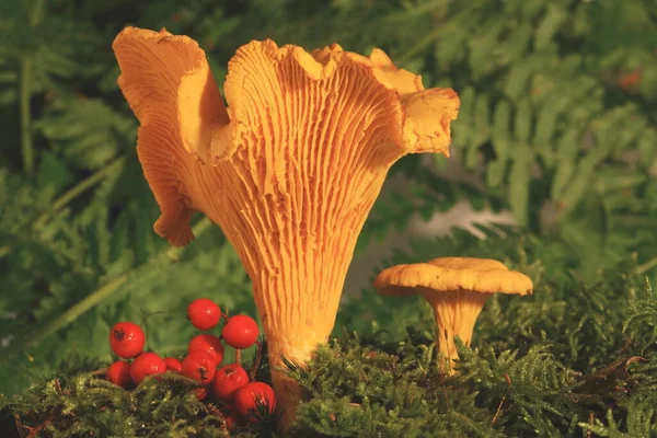 Cogumelos Crescendo Floresta Conceito Natureza — Fotografia de Stock