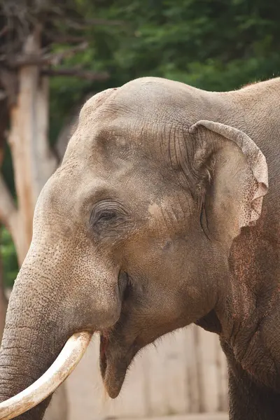 Elefante Zoológico — Foto de Stock