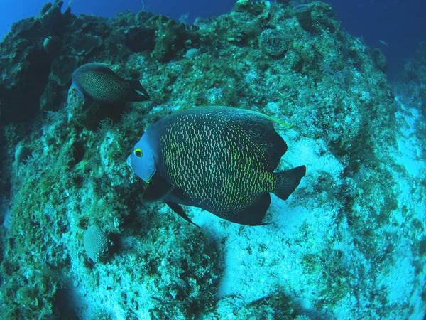 Corallo Pesce Nel Mare Rosso — Foto Stock