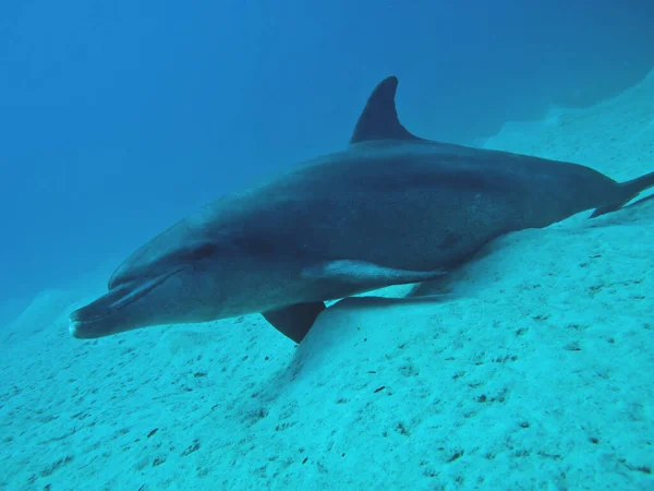 Shark Sea — Stock Photo, Image