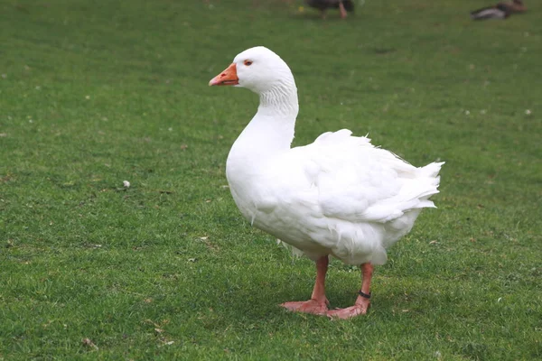 Közeli Portré Egy Kacsáról — Stock Fotó