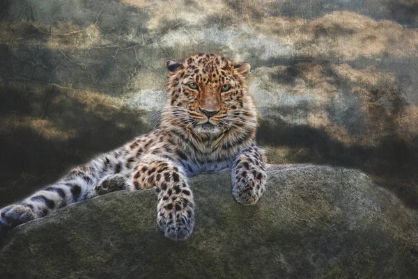 Close Leopard Nature — Stock Photo, Image