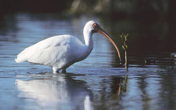 Pelicano Branco Delta Danúbio — Fotografia de Stock