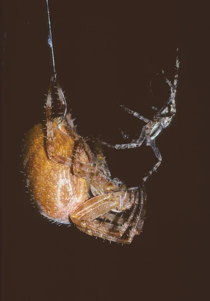 Νυχτερινές Αράχνες Ζευγαρώνουν Κοντινό Πλάνο — Φωτογραφία Αρχείου