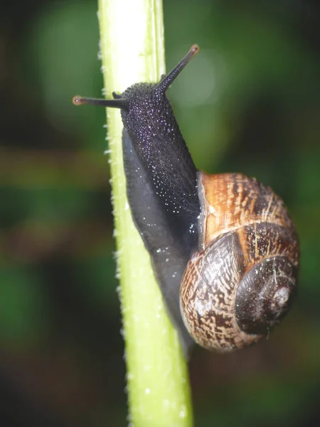 Plan Macro Escargot Sur Plante — Photo