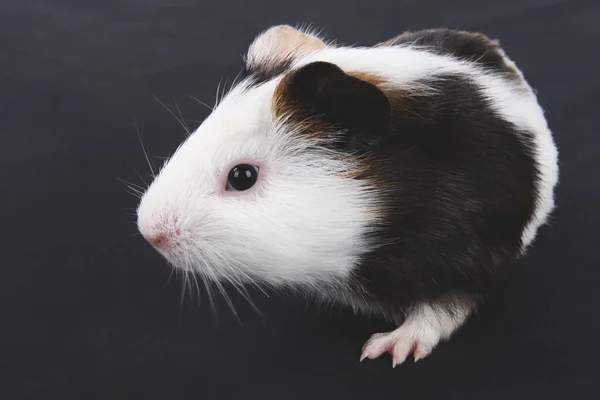 Niedlicher Hamster Auf Schwarzem Hintergrund — Stockfoto