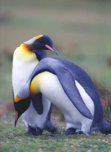 Belos Pinguins Imperadores Antártida — Fotografia de Stock