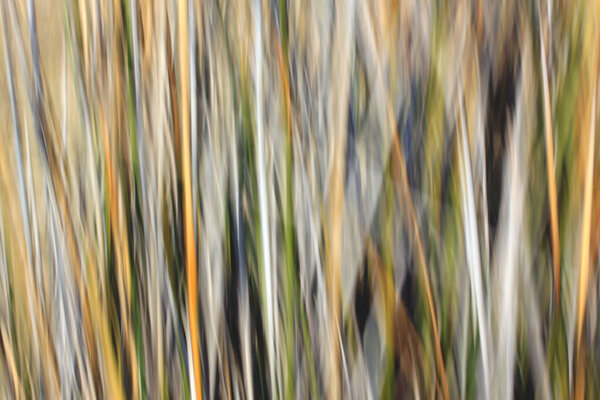 Blurred Trees Forest Stock Picture