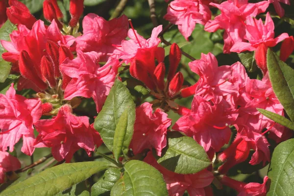 Flores Rojas Jardín Durante Día — Foto de Stock