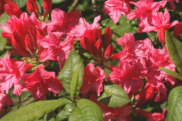 Fleurs Rouges Dans Jardin Jour — Photo