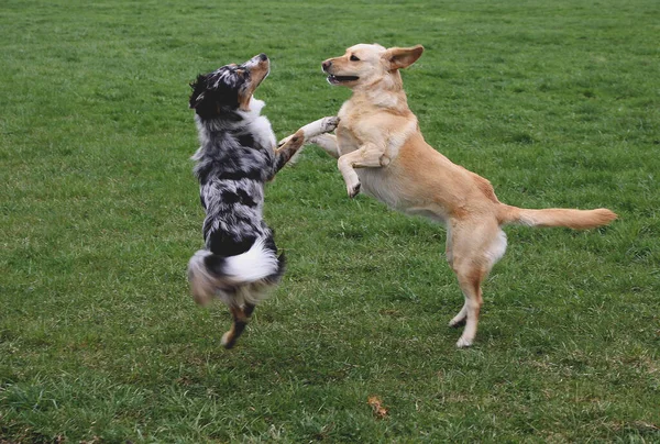 公園内の犬 — ストック写真