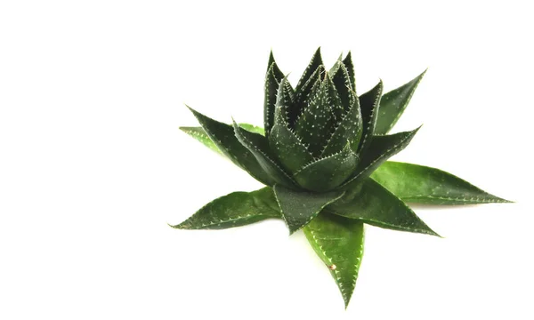 Aloe Vera Pflanze Isoliert Auf Weißem Hintergrund — Stockfoto