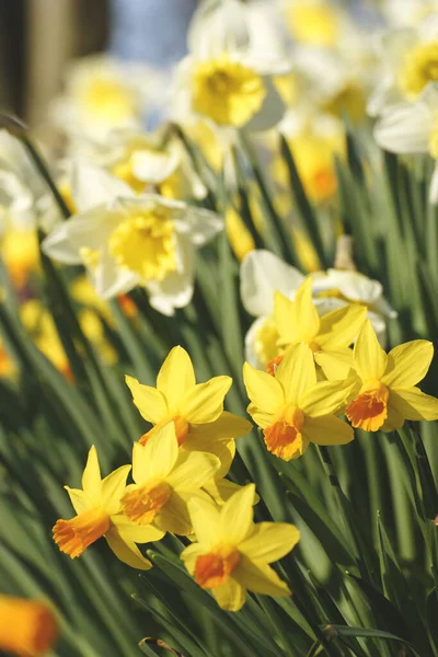 Konst Narcisser Narcissus — Stockfoto