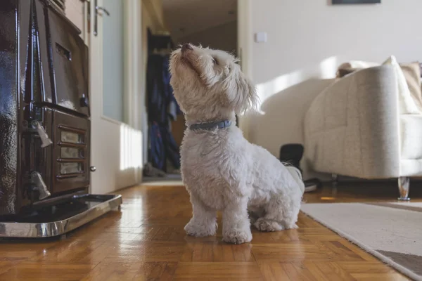 Dog Owner House — Stock Photo, Image