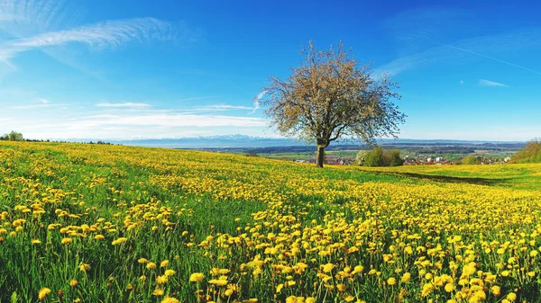 Pommier Sur Une Prairie Printanière Sur Lac Constance — Photo