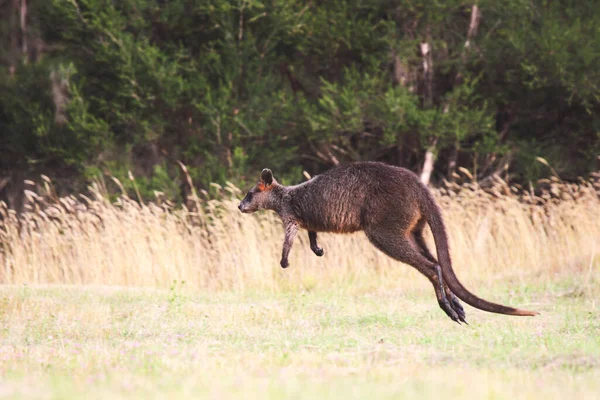 Pântano Wallaby Wallabia Bicolor — Fotografia de Stock