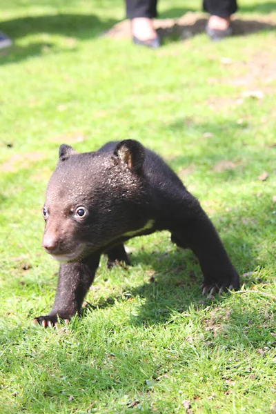 Kragenbär Nachwuchs Großaufnahme — Stockfoto